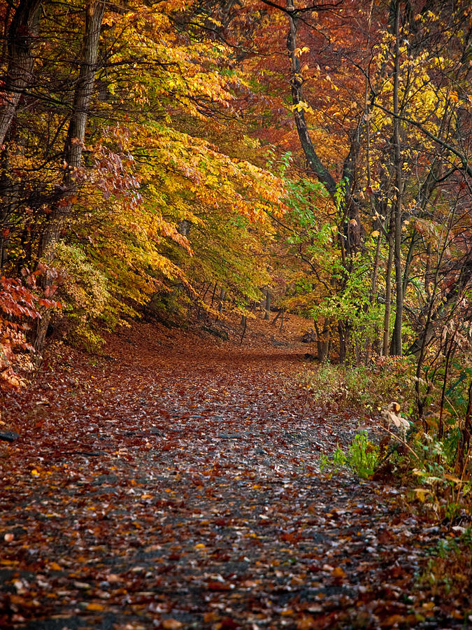 Autumn Trail #1 Photograph by Jim DeLillo