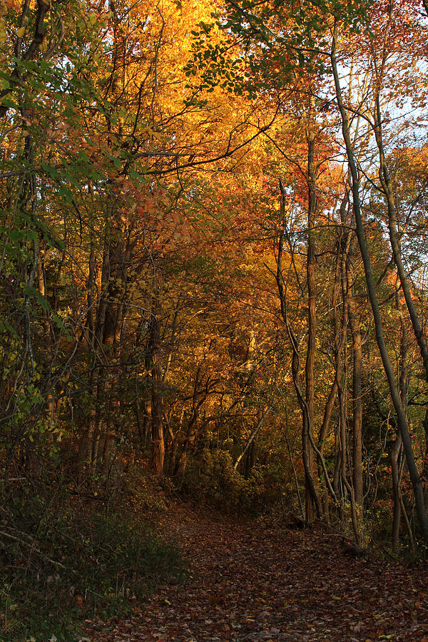 Autumn Trail Smithtown New York #1 Photograph by Bob Savage