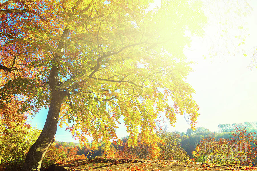Autumn Sunshine Photograph by Anastasy Yarmolovich