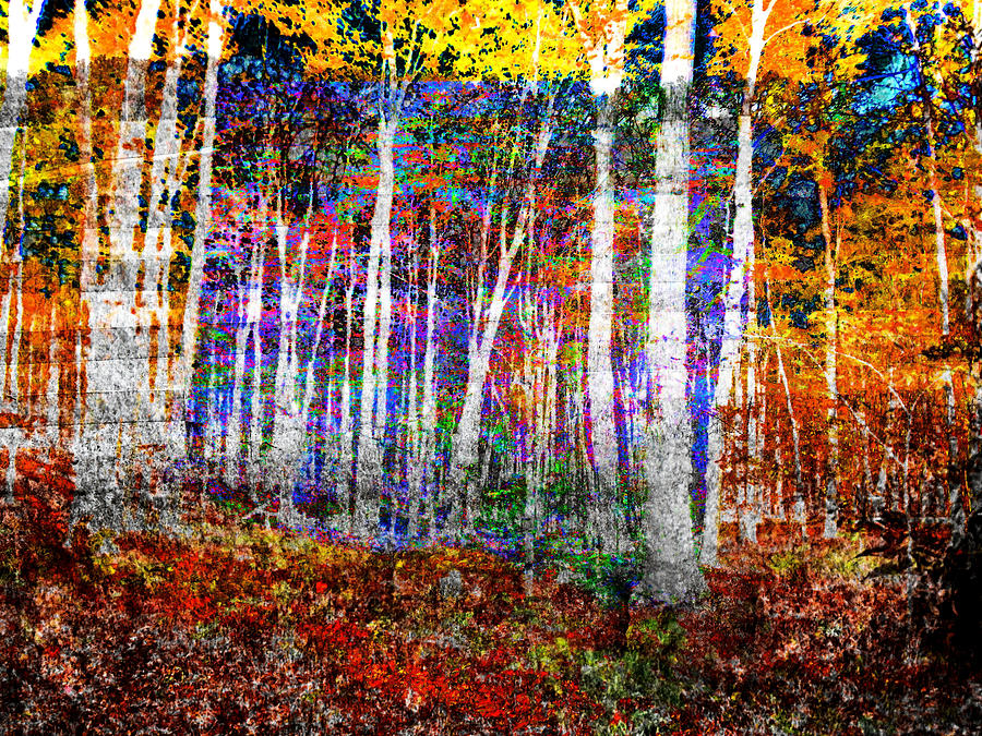 Autumn Trees #1 Photograph by Bob Welch - Fine Art America