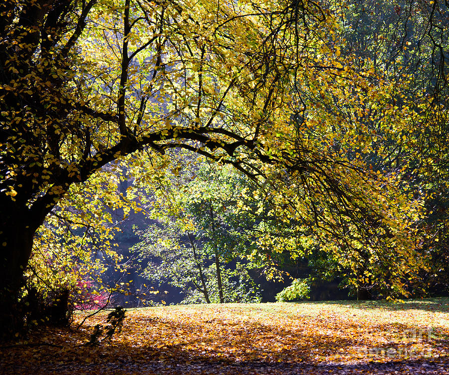 Autumn trees Photograph by Colin Rayner