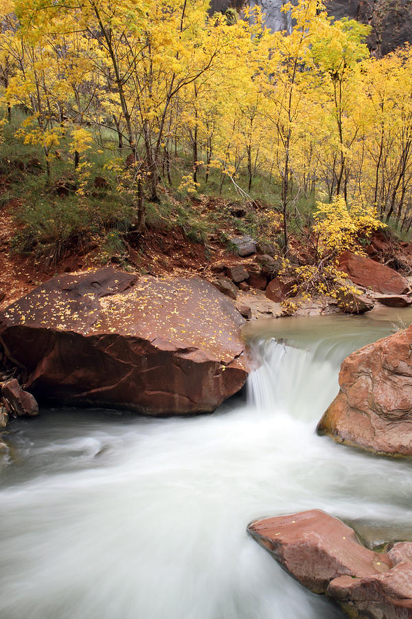 Autumn Virgin river in Zion #1 Photograph by Pierre Leclerc Photography