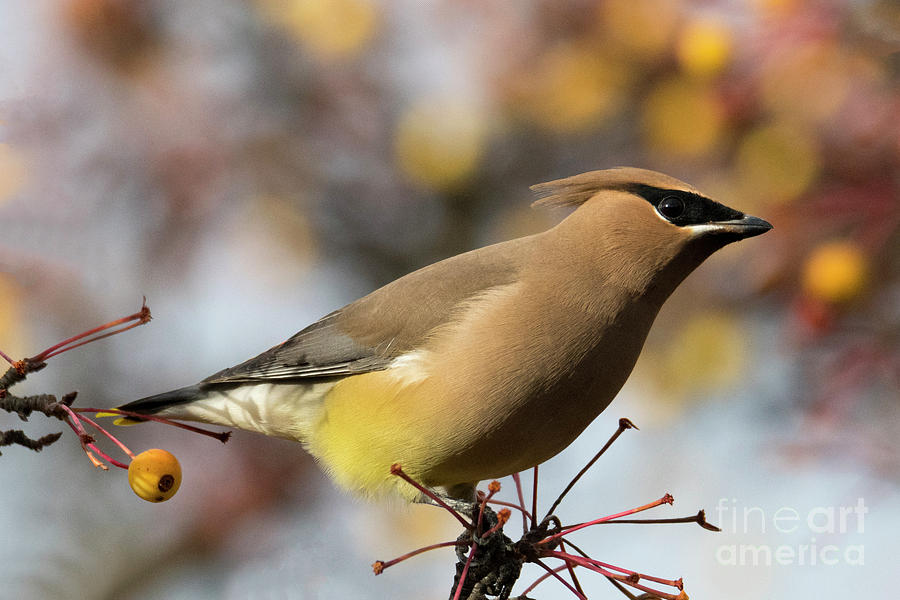 Autumn Waxwing #1 Photograph by Michael Dawson