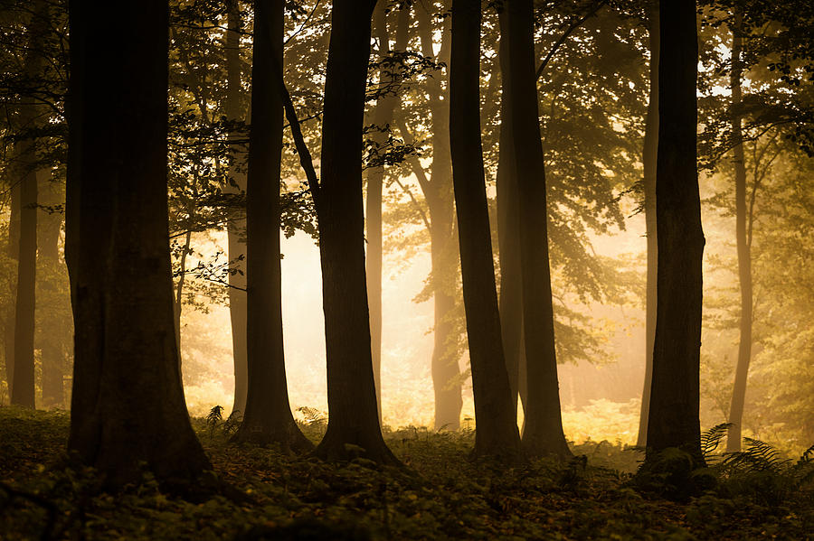 Tree Photograph - Autumn Woodland #1 by Ian Hufton