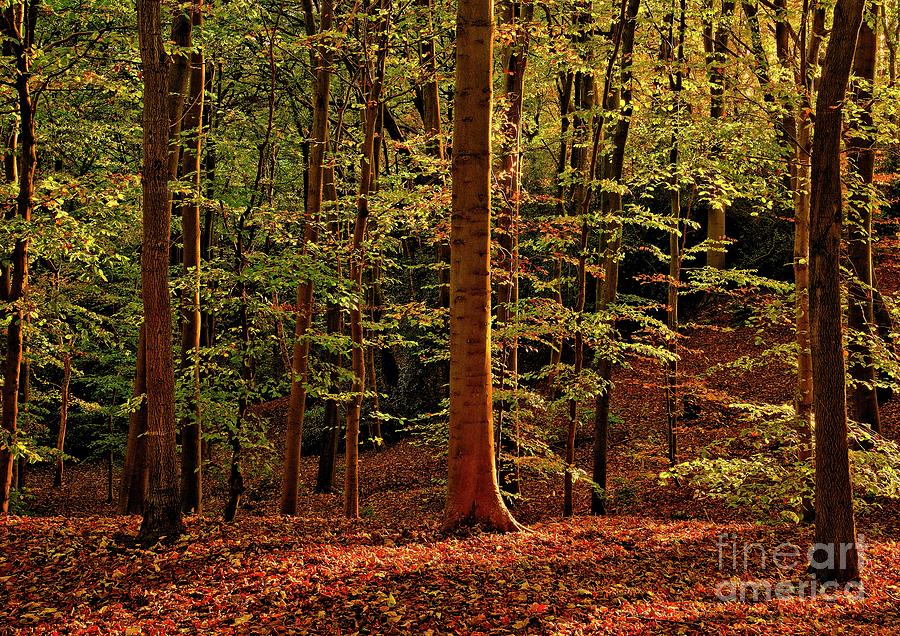 Autumn Woodland #1 Photograph by Martyn Arnold