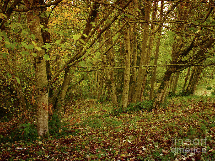 Autumn Woodland Photograph by Shari Nees
