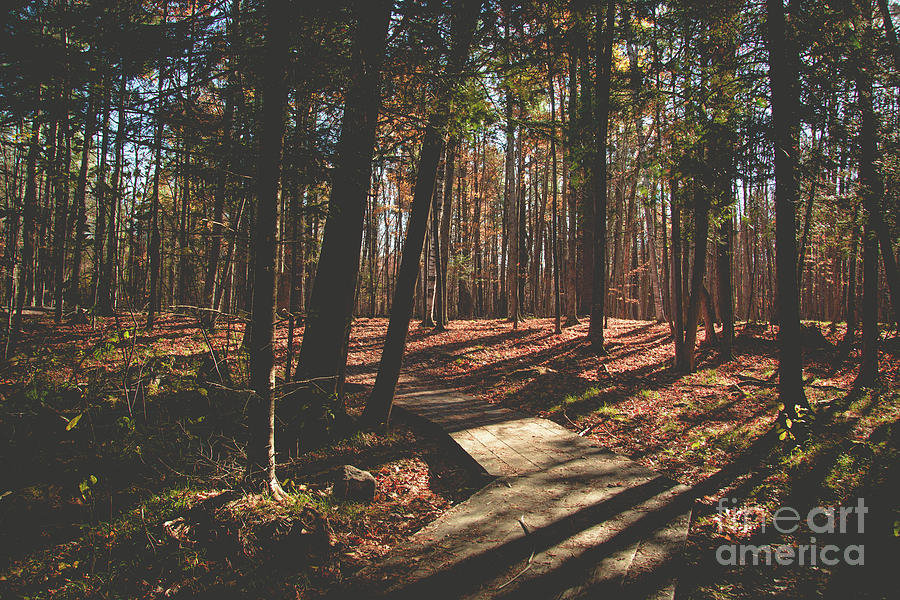 Autumn Woods #1 Photograph by Cheryl Baxter
