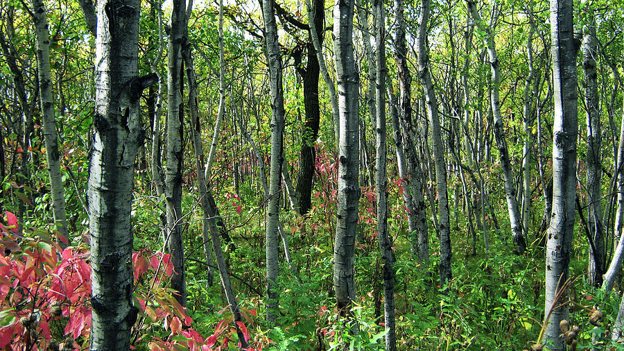 Autumn Photograph - Autumn Woods by Emma Frost Autumn Photograph - Autumn Woods by Emma Frost