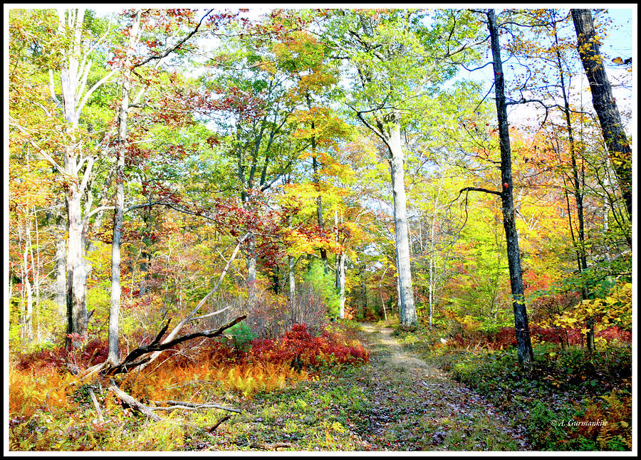 Autumn Woods, Luzerne County, Pennsylvania #1 Photograph by A Macarthur Gurmankin