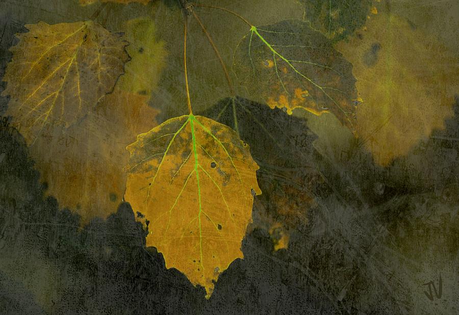 Autumn Yellow #1 Photograph by Jim Vance