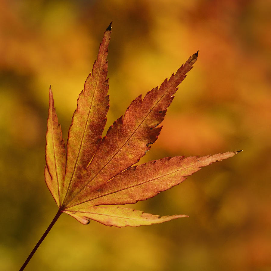 Autumnal Leaf Photograph