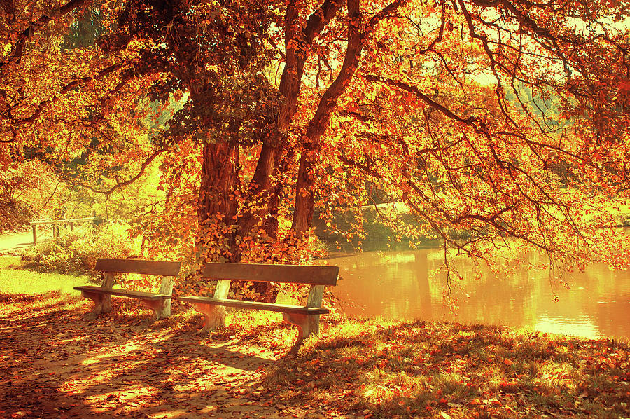 Autumnal Poem #1 Photograph by Jenny Rainbow