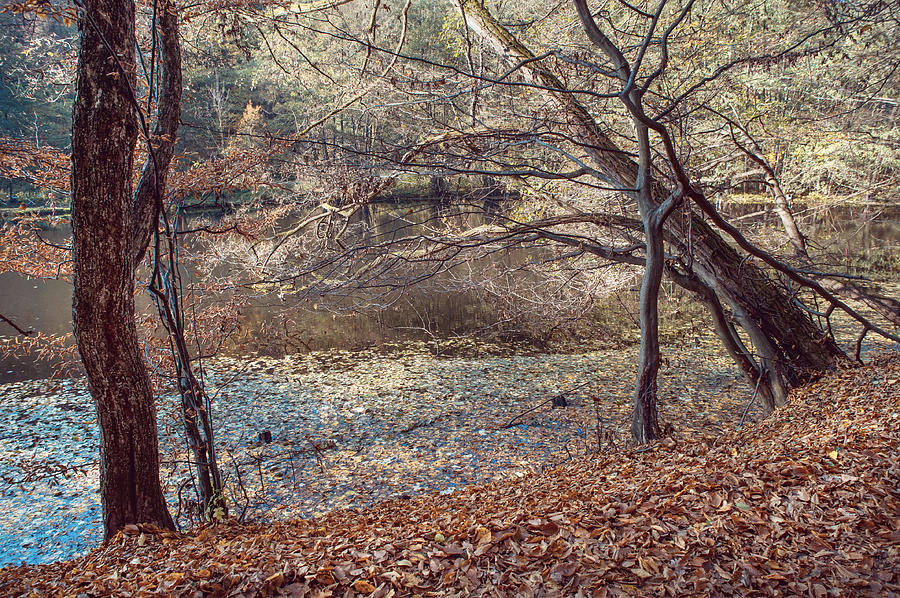 Fall Photograph - Autumnal Zen #1 by Jenny Rainbow