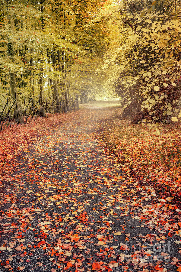 Autumnalia #1 Photograph by Evelina Kremsdorf