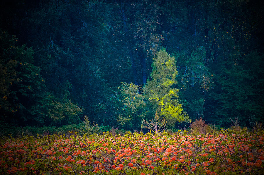 Autumns Arrival Photograph by Larry Goss