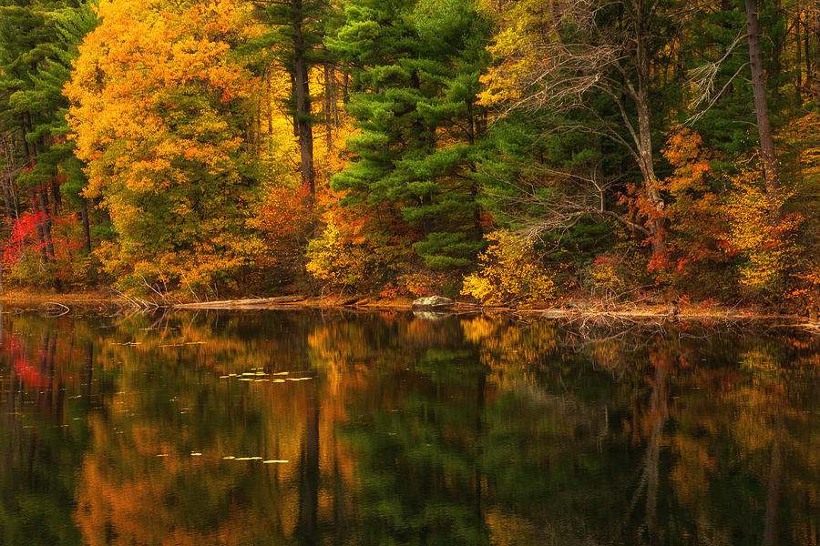 Tree Photograph - Autumns Calm #1 by Karol Livote