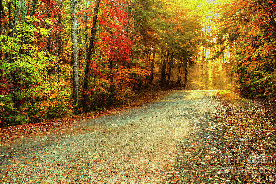 Autumns Path #1 Photograph by Darren Fisher