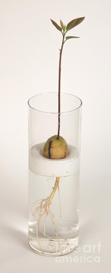 Avocado Seedling #1 Photograph by Ted Kinsman