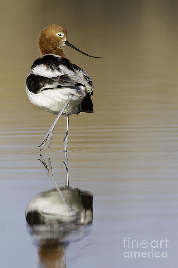 Avocet looking back #2 Photograph by Bryan Keil
