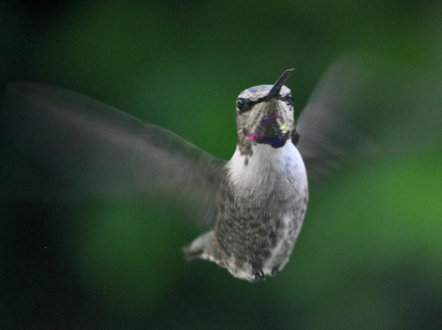 Hummingbird Photograph - Away I Go #1 by Jay Milo