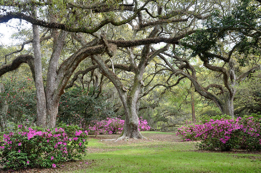 Tree Photograph - Azaleas and Oaks #3 by Kathy Ricca