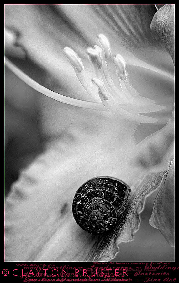 B and White Floral with Snail #1 Photograph by Clayton Bruster