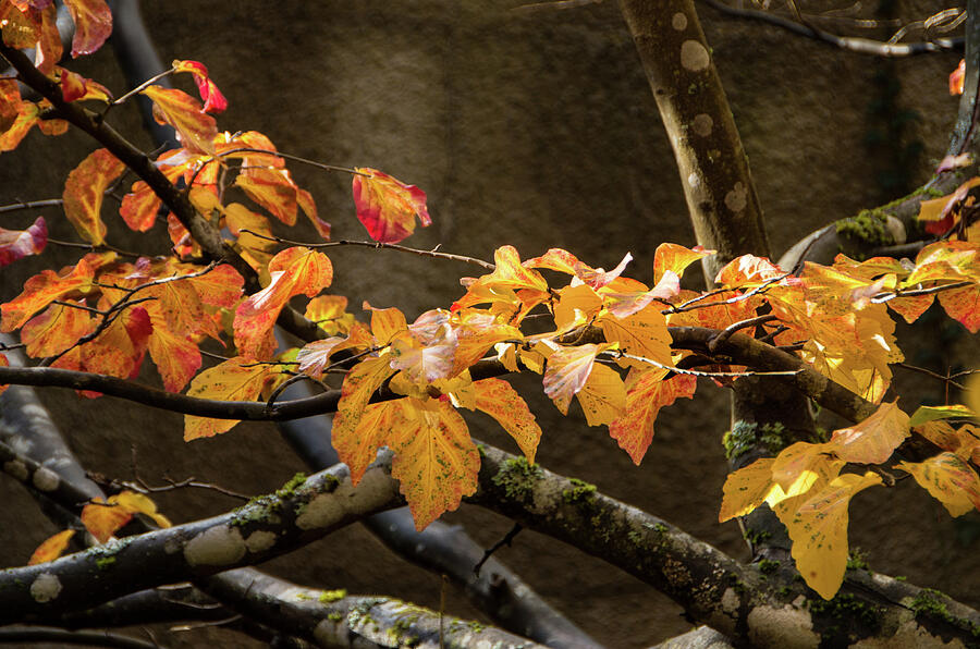 Fall Foliage Photograph by Marilyn Wilson