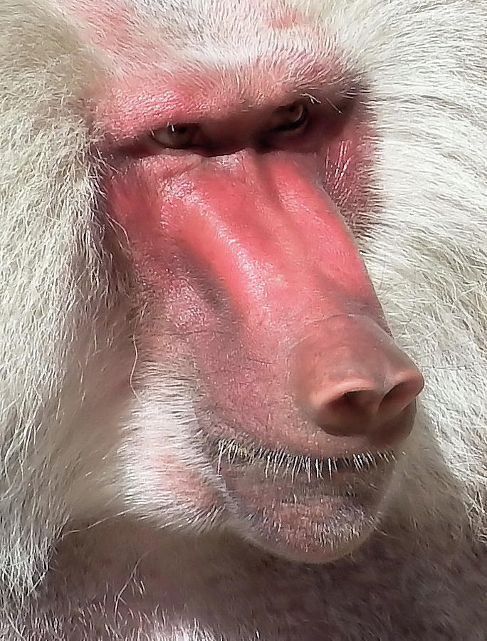 Ape Photograph - Baboon Close Up by Cathy Harper