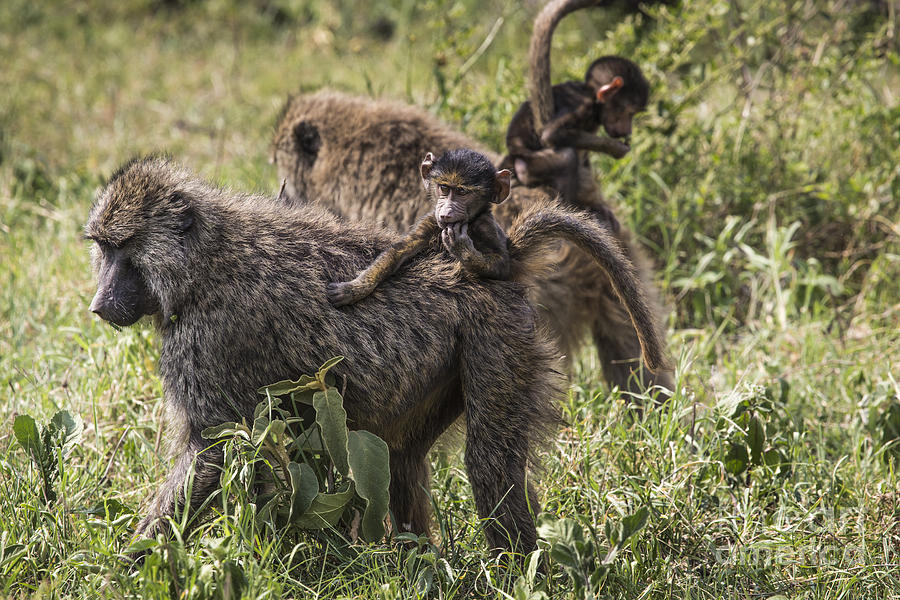 Baboon mother walking through the savannah with its baby Photograph by ...