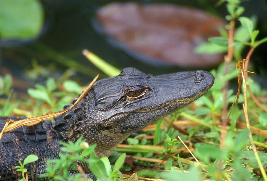 Baby Alligator #1 Photograph by John Burk