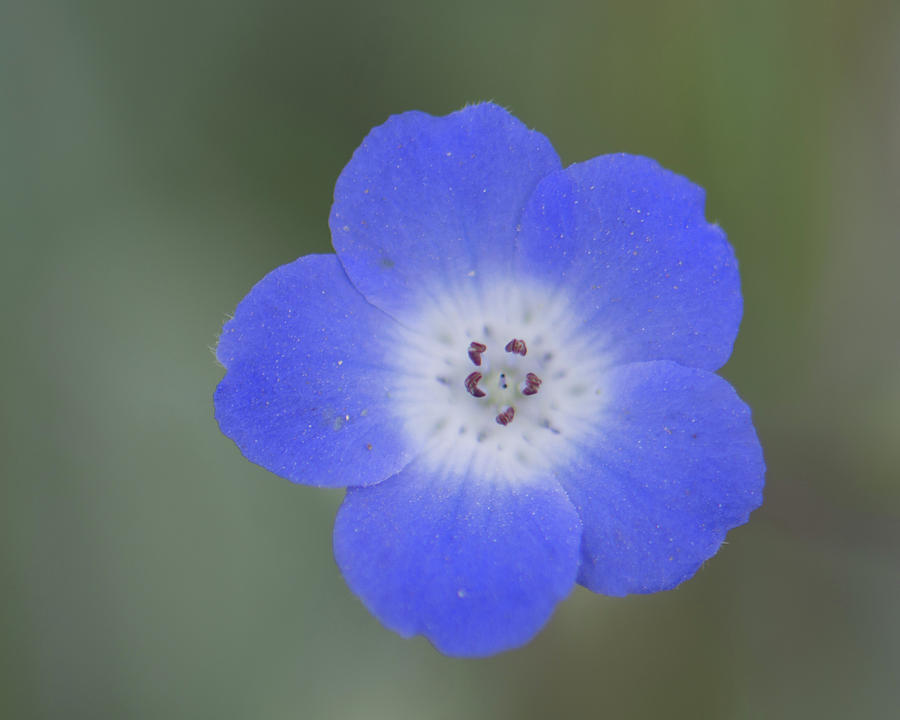 Baby Blue Eyes #1 Photograph by Jill Richardson - Pixels