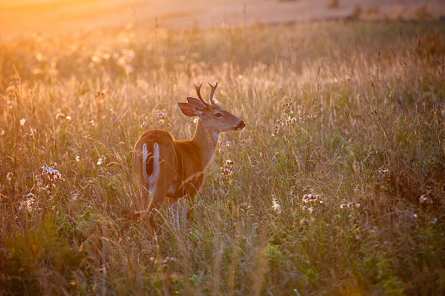 Baby deer #1 Photograph by Evgeny Vasenev