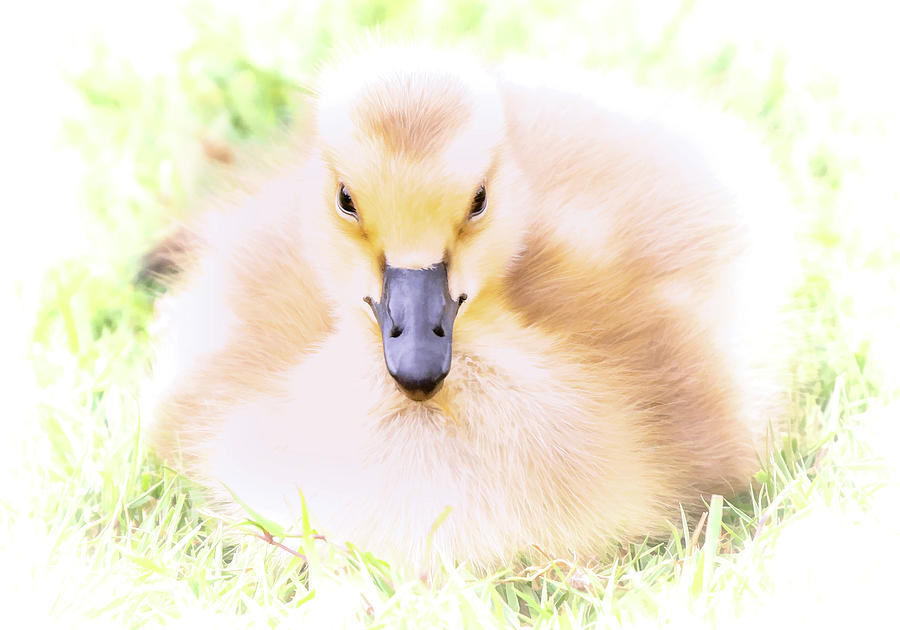 Baby Duckling #1 Photograph by Athena Mckinzie