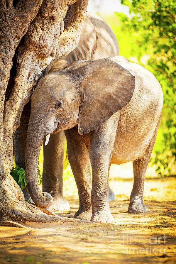 Baby Elephant In Africa Photograph