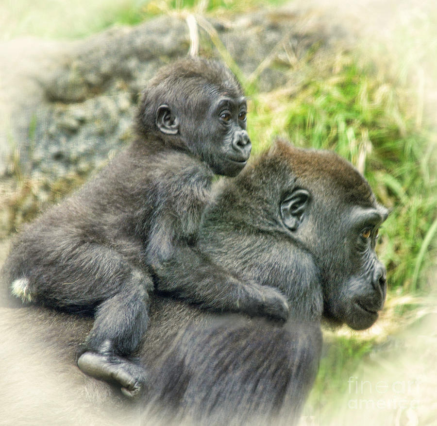 Baby Gorilla Going For A Ride On Mommys Back #1 Photograph by Jim Fitzpatrick