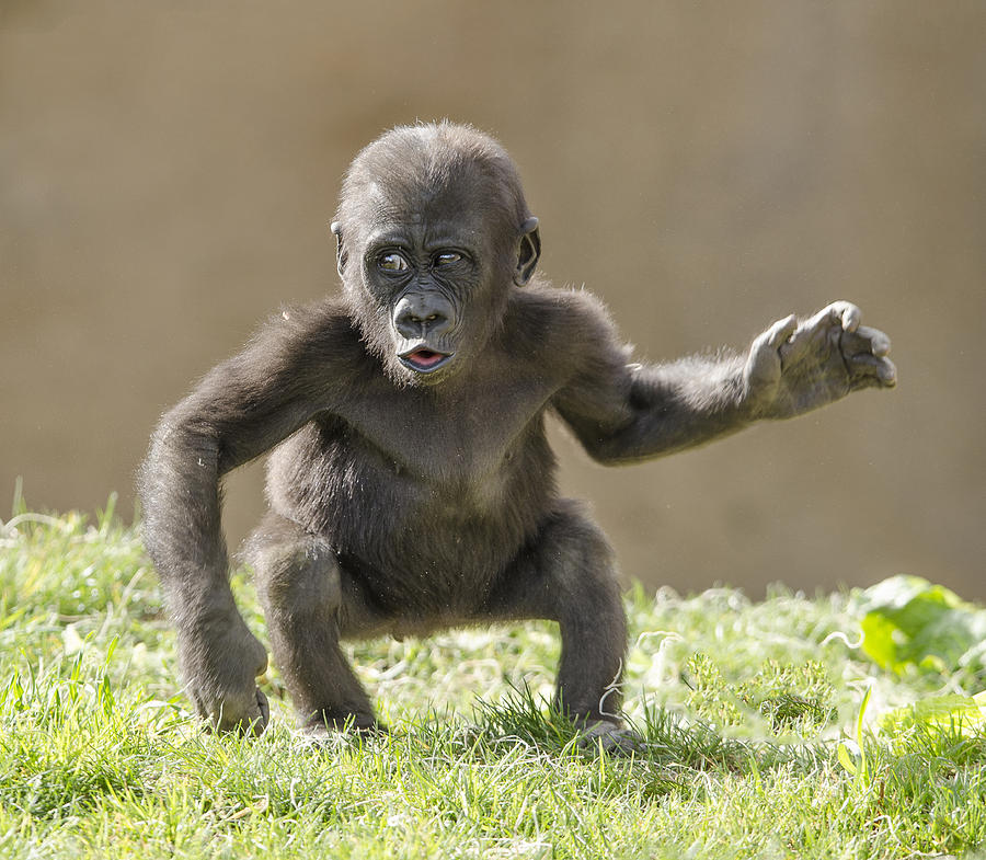 Baby Gorilla #1 Photograph by William Bitman