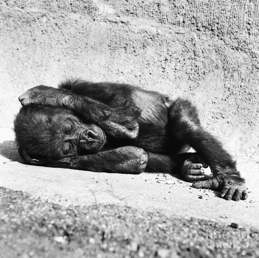 Nature Photograph - Baby Gorilla #1 by Ylla
