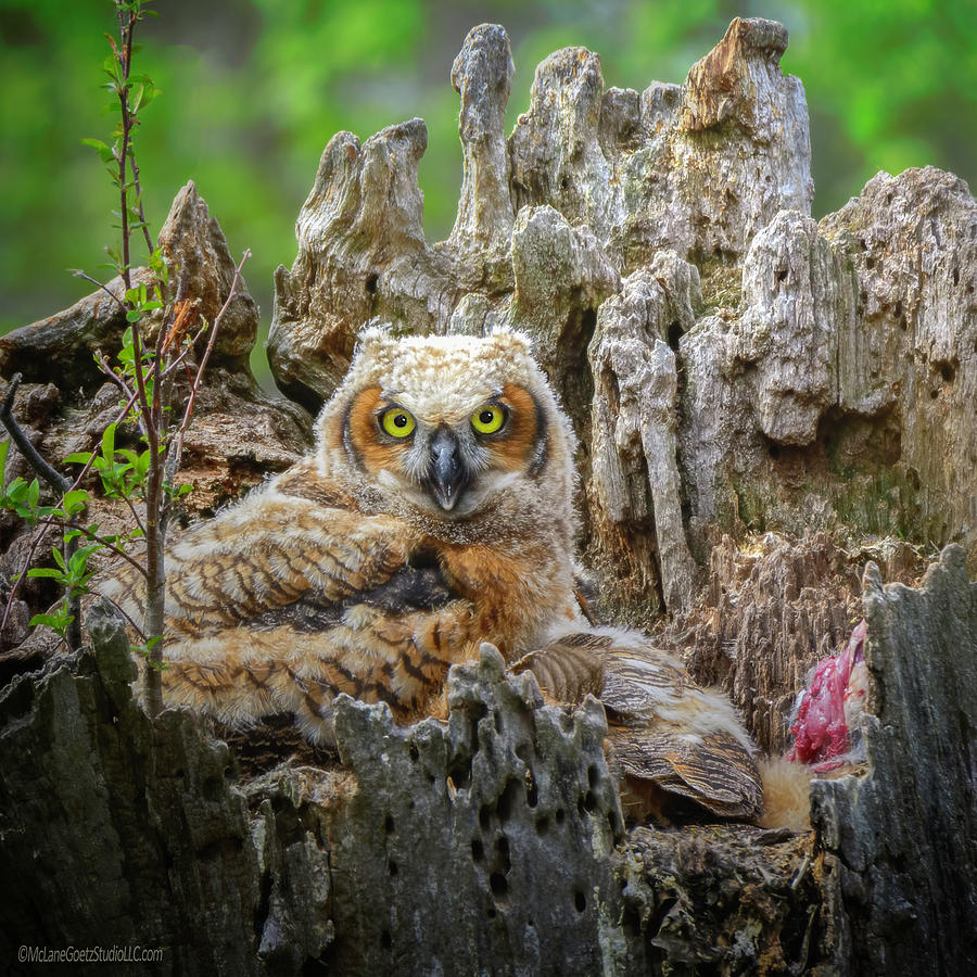 Baby Great Horned Owl #1 Photograph by LeeAnn McLaneGoetz McLaneGoetzStudioLLCcom