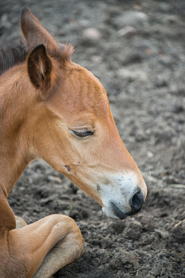 Baby Horse #1 Photograph by Joye Ardyn Durham