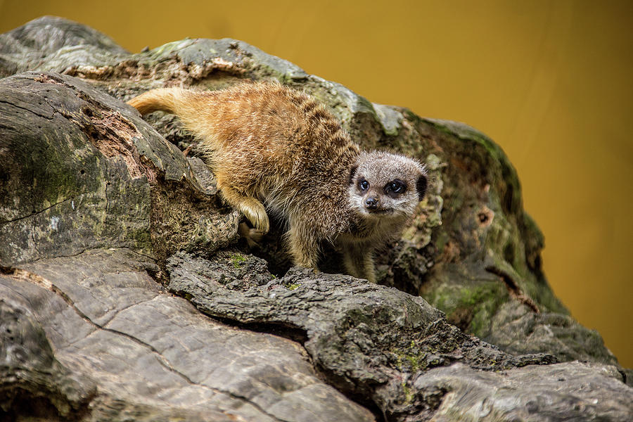 Baby meerkat #1 Photograph by Ed James
