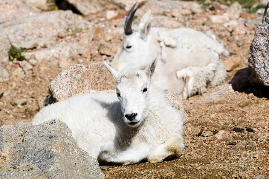 Baby Mountain Goats on Mount Evans #1 Photograph by Steven Krull