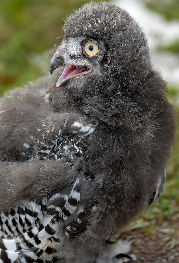 Baby Snowy Owl #1 Photograph by JT Lewis
