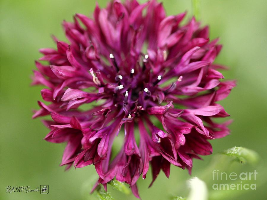 Flower Photograph - Bachelors Button named Black Ball #4 by J McCombie