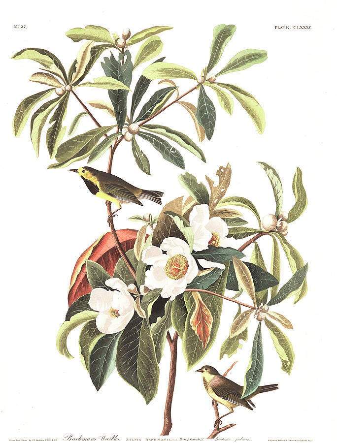 John James Audubon Painting - Bachmans Warbler  by John James Audubon