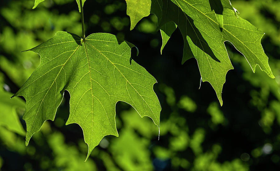 Back Lit Leaves #1 Photograph by Robert Ullmann