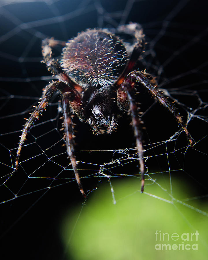 Backyard Buddy Spider Photograph #1 Photograph by PIPA Fine Art - Simply Solid