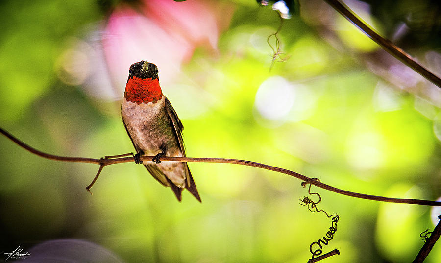 Hummingbird Photograph - Backyard Hummingbird #1 by Phil And Karen Rispin