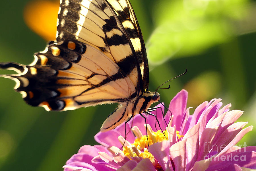 Backyard Swallowtail Butterfly 02 Photograph by Amy Dundon