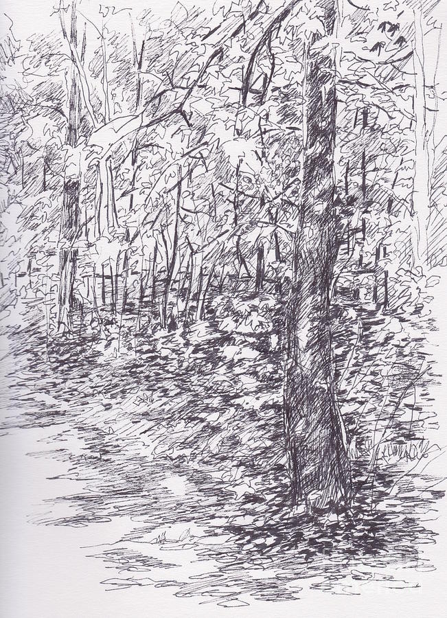 Tree Drawing - Backyard View #1 by Carolyn Alston Thomas
