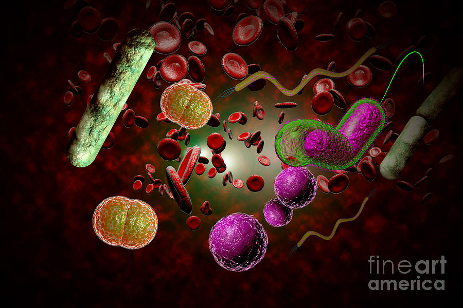 Bacteria Infection Bloodstream Photograph By Ezume Images Pixels   1 Bacteria Infection Bloodstream Ezume Images 